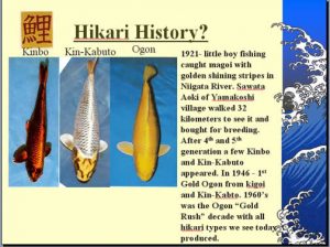 hikari