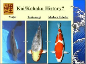 kohaku