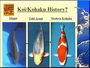 kohaku1