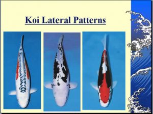 lateral