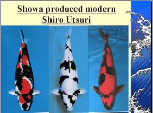 shiro
